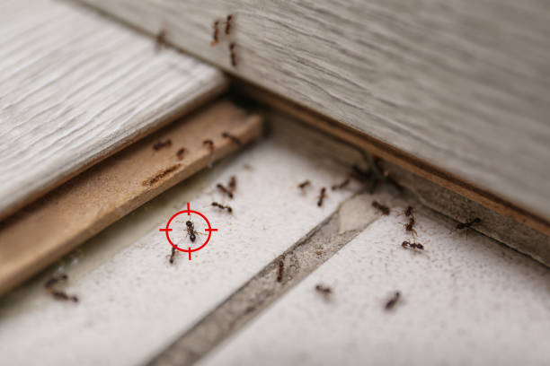 Best Affordable Pest Control Services  in Roodhouse, IL
