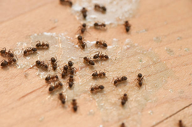 Pest Control Cost in Roodhouse, IL